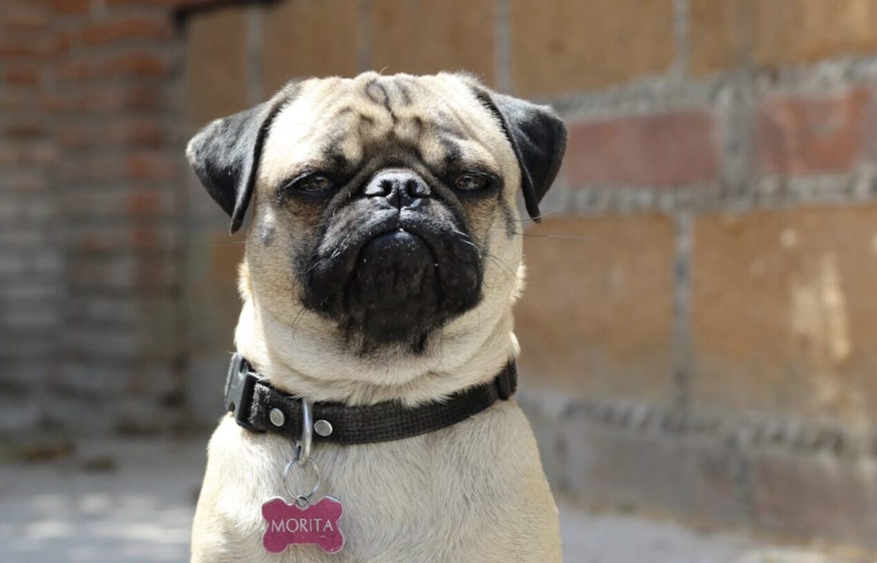 How To Make Your Pug Feel Like A King